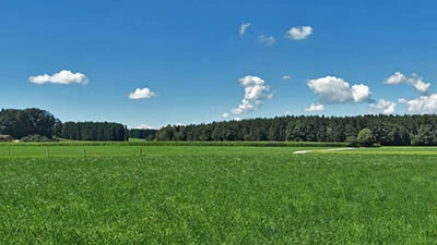 Blick auf den Wald direkt hinter dem Haus